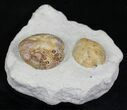 Two Lovenia Sea Urchin Fossil - Beaumaris, Australia #22181-1